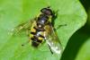 Myathropa florea